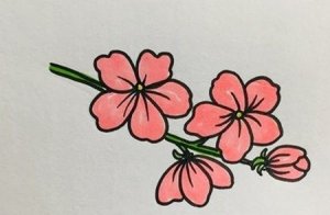如何畫桃花簡筆畫步驟圖片