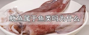 魷魚是魚類嗎