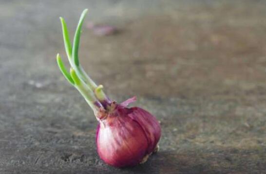 洋蔥發(fā)芽了還能吃嗎