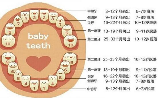 乳牙什么時候換