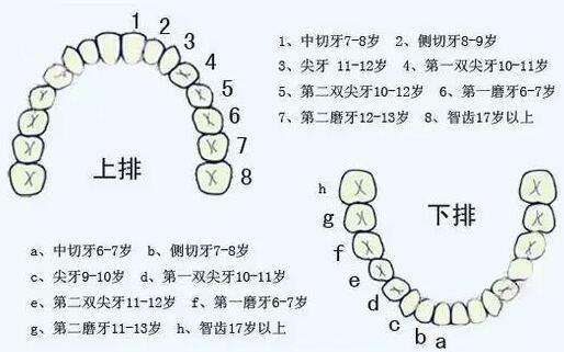 乳牙換牙順序