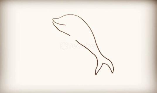 海洋生物海豚簡筆畫圖片