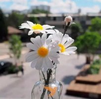 清新的小雛菊紙藝花制作教程