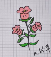 風(fēng)中搖曳的風(fēng)鈴草簡(jiǎn)筆畫