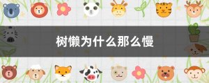 樹懶為什么這么慢