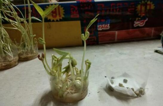 綠豆發(fā)芽觀察日記