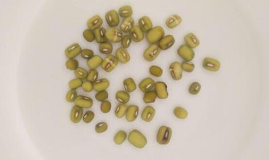 綠豆發(fā)芽觀察日記