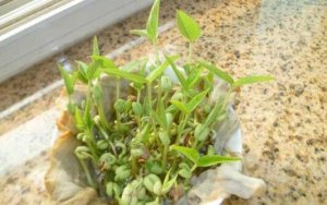綠豆發(fā)芽觀察日記（精選14篇）