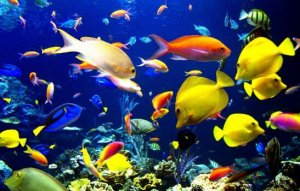 熱帶魚一般生活在什么水中
