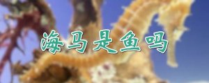 海馬屬于魚類嗎
