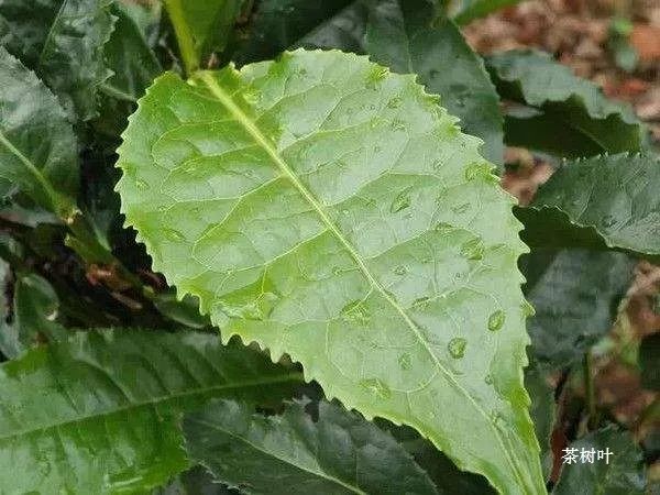 漂亮的葉脈書簽制作方法