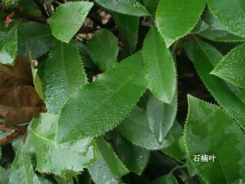 漂亮的葉脈書簽制作方法