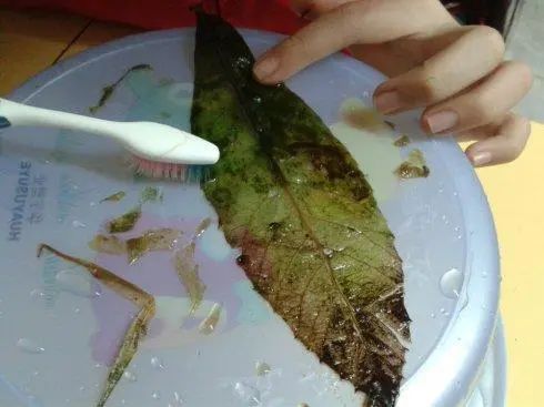 漂亮的葉脈書簽制作方法