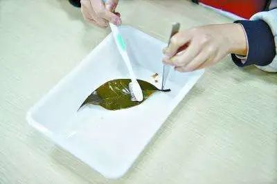 漂亮的葉脈書簽制作方法