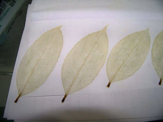 漂亮的葉脈書簽制作方法