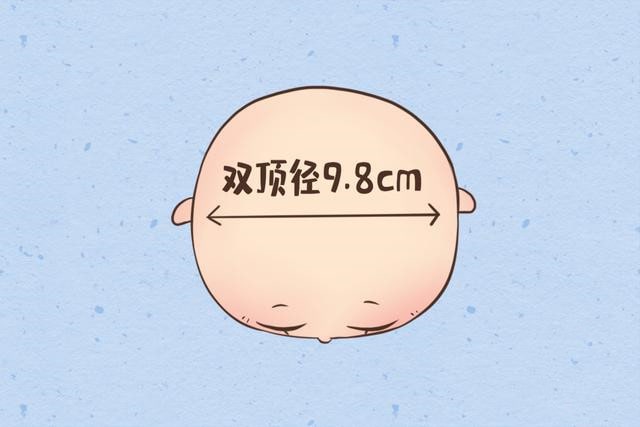 胎兒bpd是什么意思