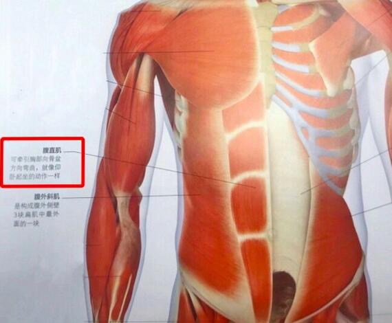 腹直肌分離是怎么回事？該怎么恢復(fù)？