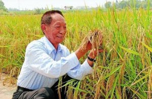 紀念袁隆平爺爺作文800字