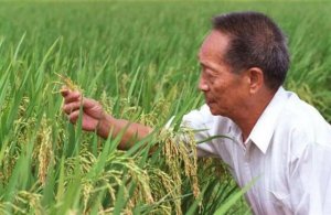 紀念袁隆平作文（精選9篇）