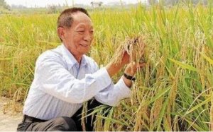 紀念袁隆平爺爺作文（精選9篇）