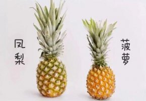 鳳梨和菠蘿的區(qū)別在哪里