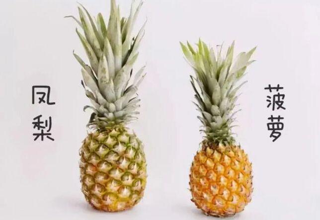 鳳梨和菠蘿的區(qū)別在哪里