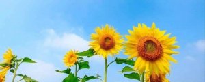 向日葵的花語和寓意