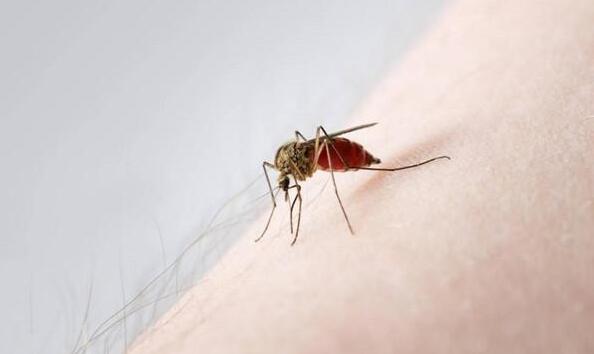 蚊子咬了怎么消腫止癢最快
