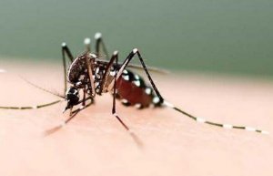 蚊子咬了怎么消腫止癢最快