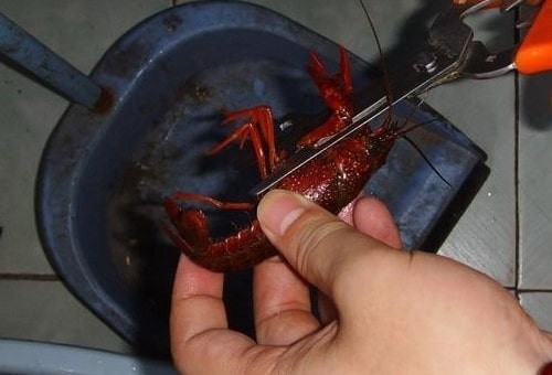 小龍蝦怎么清洗和處理
