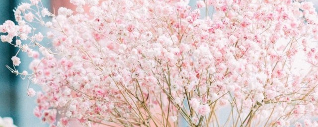 滿天星的花語(yǔ)和寓意