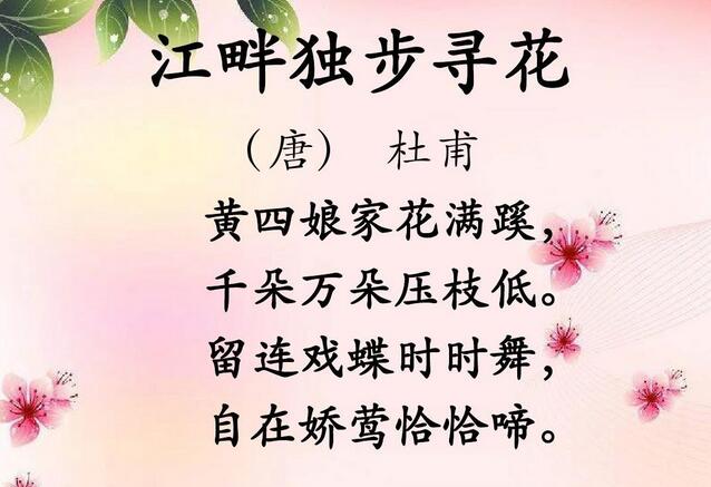杜甫江畔獨步尋花其六古詩帶拼音版