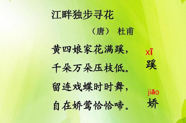 杜甫江畔獨步尋花其六古詩帶拼音版