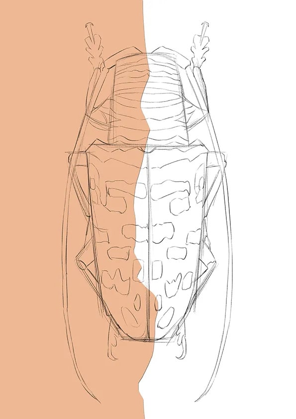 昆蟲題材少兒美術(shù)課程《彩色天牛》