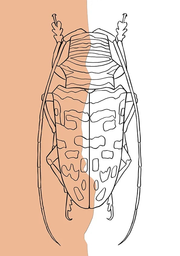 昆蟲題材少兒美術(shù)課程《彩色天牛》