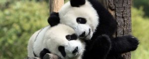 大熊貓為什么是國寶