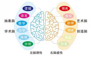 左腦右腦分別控制什么