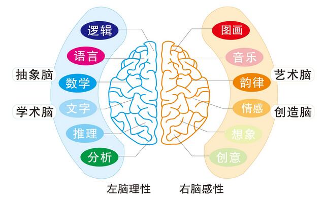 左腦右腦分別控制什么