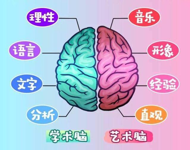 左腦右腦分別控制什么
