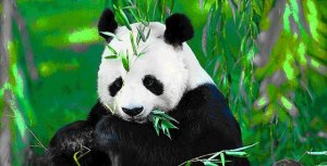 大熊貓是貓嗎