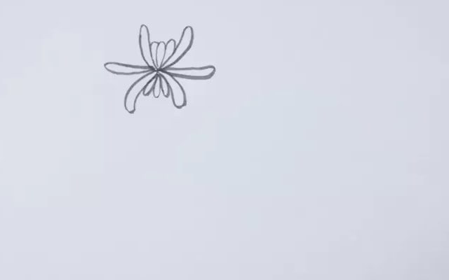 菊花簡(jiǎn)筆畫(huà)怎么畫(huà)
