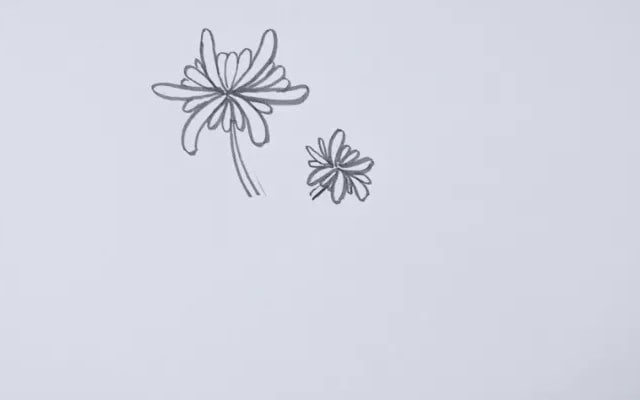 菊花簡(jiǎn)筆畫(huà)怎么畫(huà)