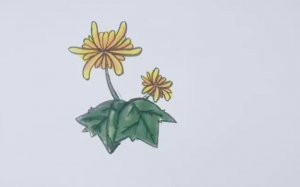 菊花簡筆畫怎么畫