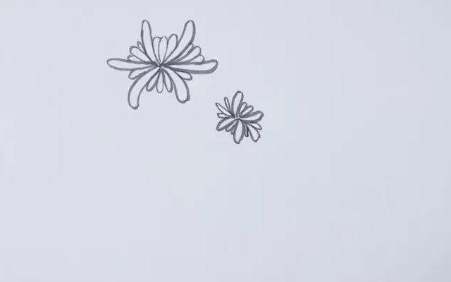 菊花簡(jiǎn)筆畫(huà)怎么畫(huà)