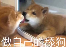 舔狗是什么意思呢網(wǎng)絡(luò)用語
