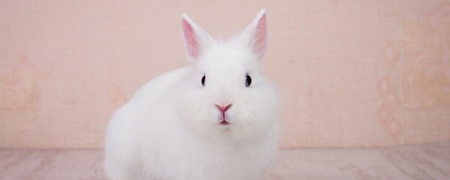 雞兔同籠解題方法