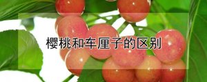 車厘子和櫻桃的區(qū)別