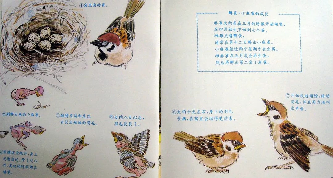 兒童繪本故事《雨靴里的麻雀》