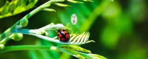 蟄怎么讀拼音