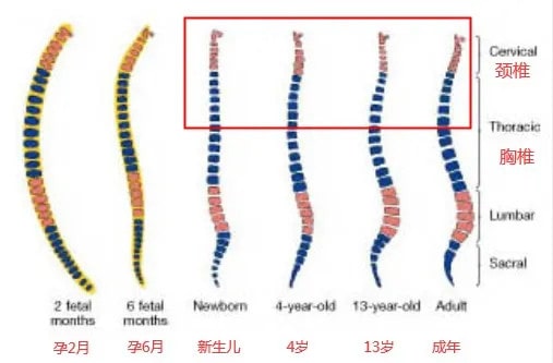 新生兒需要枕頭嗎 嬰兒什么時(shí)候用枕頭